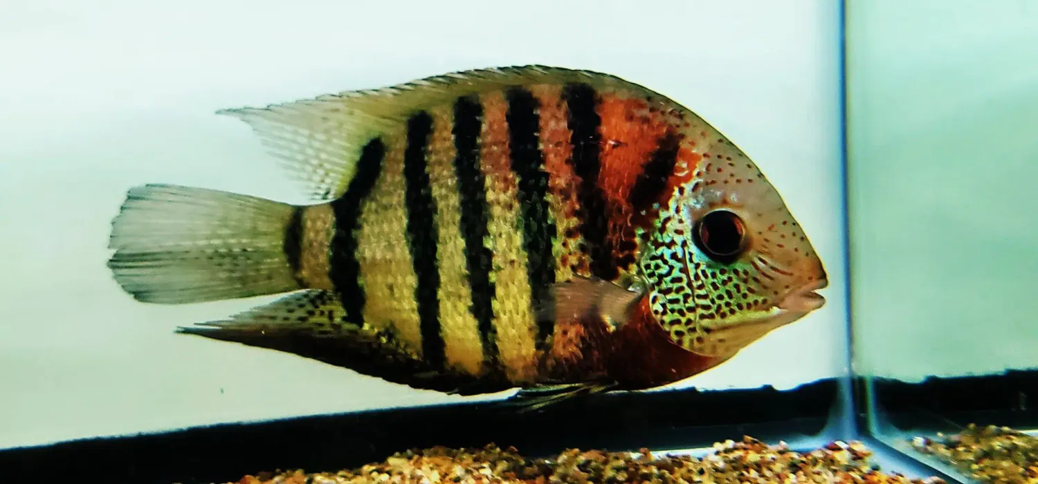 Heros severus - ("Red Tiger Severum" "Rio Curare")
