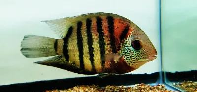 Heros severus - ("Red Tiger Severum" "Rio Curare") Heros severus - ("Red Tiger Severum" "Rio Curare")