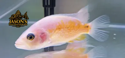 Red Dovii Cichlid - (Parachromis Dovii “Red”) Red Dovii Cichlid - (Parachromis Dovii “Red”)
