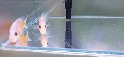Red Dovii Cichlid - (Parachromis Dovii “Red”)