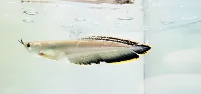 Black Arowana/Blue Arowana - (Osteoglossum ferreirai)
