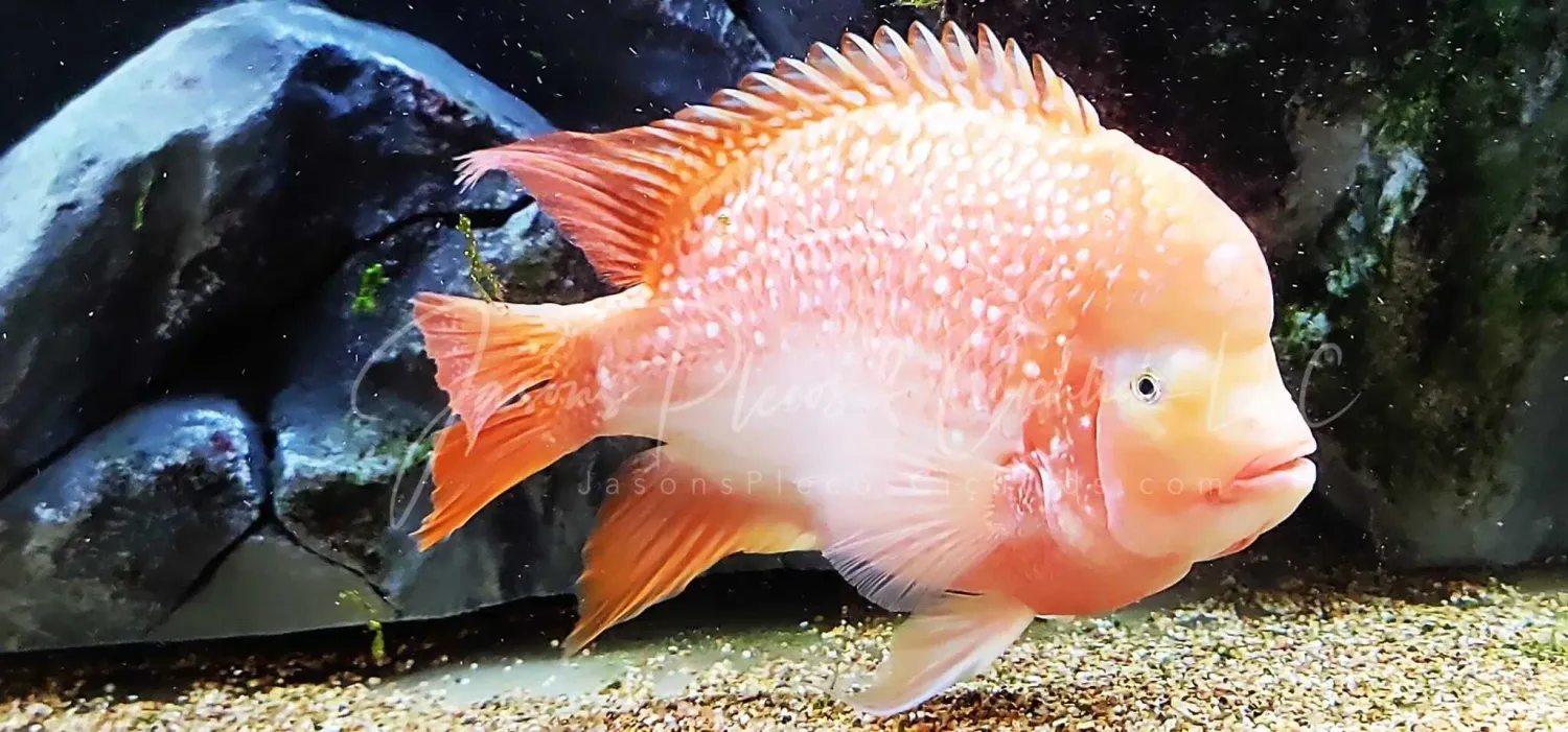Super Red Texas x Flowerhorn Hybrid