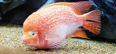 Super Red Texas x Flowerhorn Hybrid