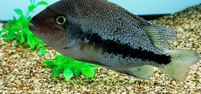 Coatique Cichlid - (Paratheraps sp. "Coatzacoalcos")