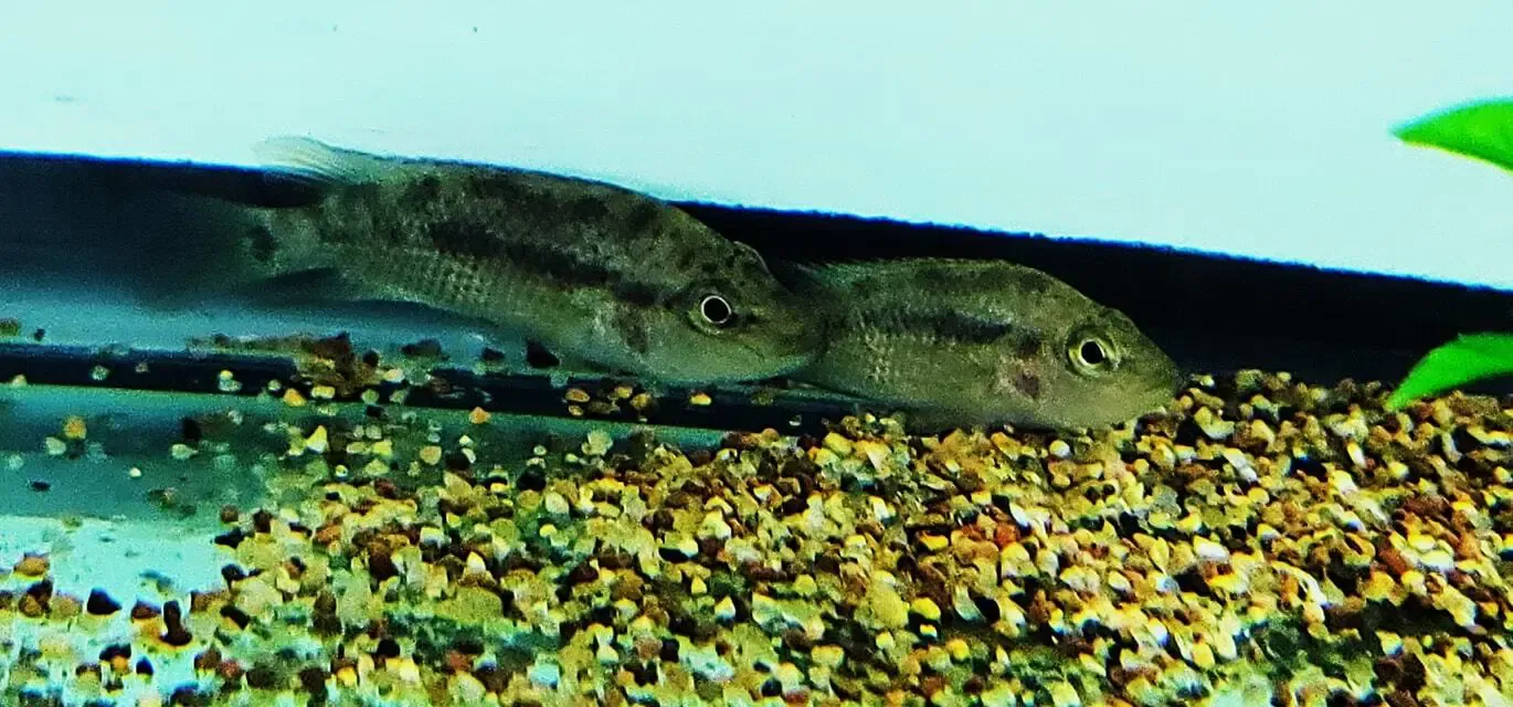 Grammodes Cichlid - (Chiapaheros grammodes)