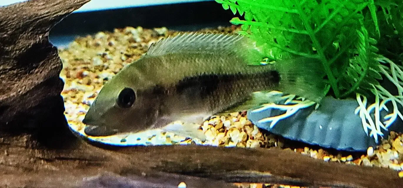Bluemouth Cichlid - (Wajpamheros nourissati)