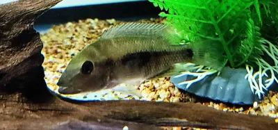 Bluemouth Cichlid - (Wajpamheros nourissati)