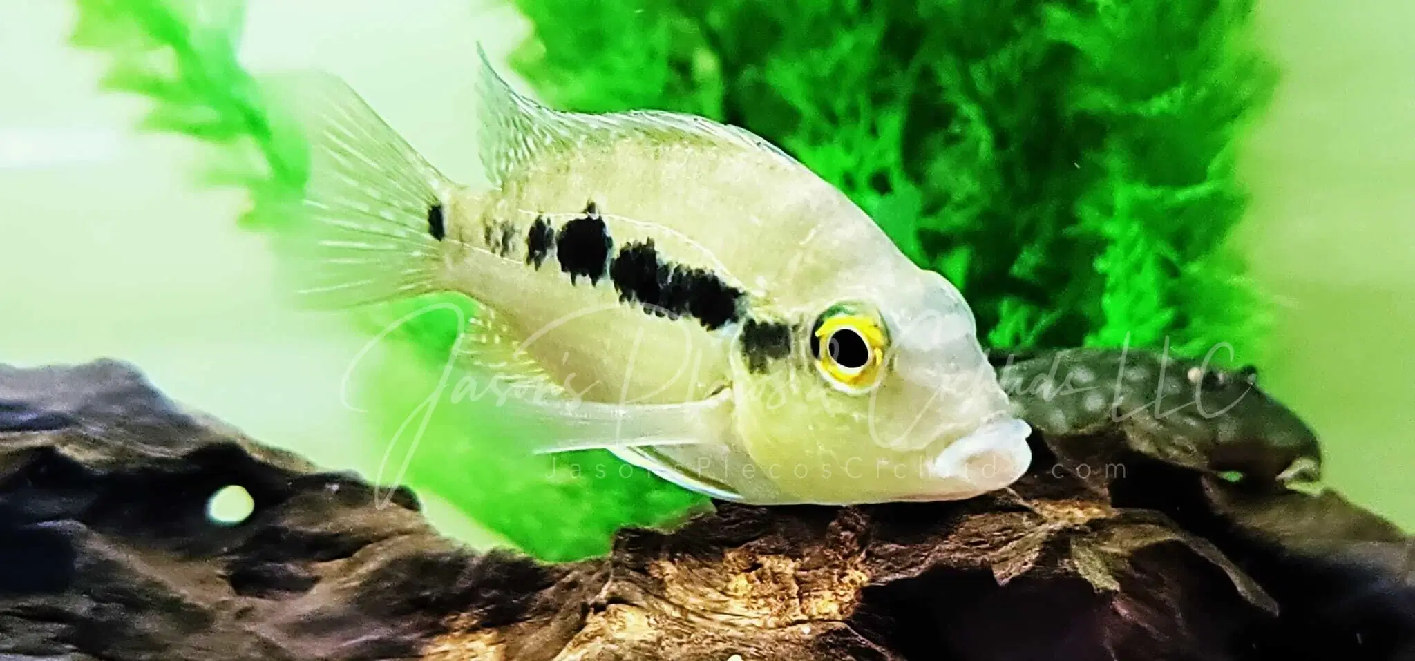 buy red hook silver dollar fish Yellowfin (Myloplus arnoldi) – Upscale Aquatics Red Hook Silver Dollar For