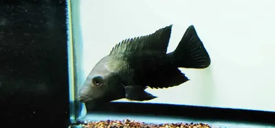 Blackthroat cichlid - (Astatheros Macracanthus)
