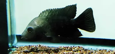 Blackthroat cichlid - (Astatheros Macracanthus)