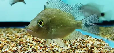 Cribroheros Rostratus