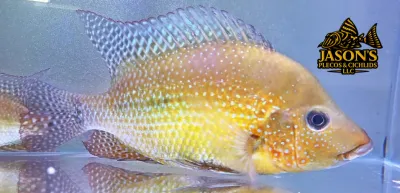 Cribroheros Rostratus - Potential Breeding Group 4x