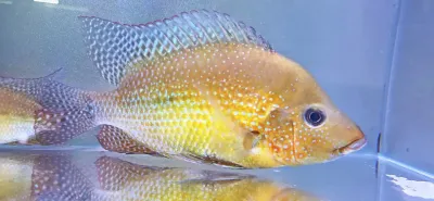 Cribroheros Rostratus - Potential Breeding Group 4x