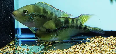 Pastel cichlid - (Cribroheros Alfari) Rio Carana Pastel cichlid - (Cribroheros Alfari) Rio Carana