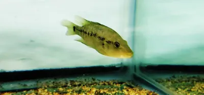 Steindachner's Cichlid - (Herichthys Steindachneri)
