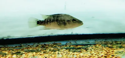 Steindachner's Cichlid - (Herichthys Steindachneri) Steindachner's Cichlid - (Herichthys Steindachneri)