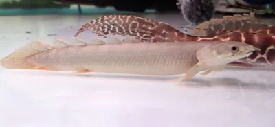 Palmas Bichir/Marbled Bichir - (Polypterus palmas)