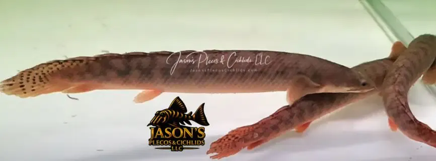 Palmas Bichir/Marbled Bichir - (Polypterus palmas)