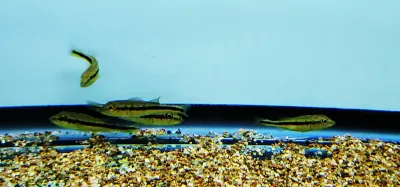 Temensis Peacock Bass/Speckled Pavon Peacock Bass - (Cichla temensis)