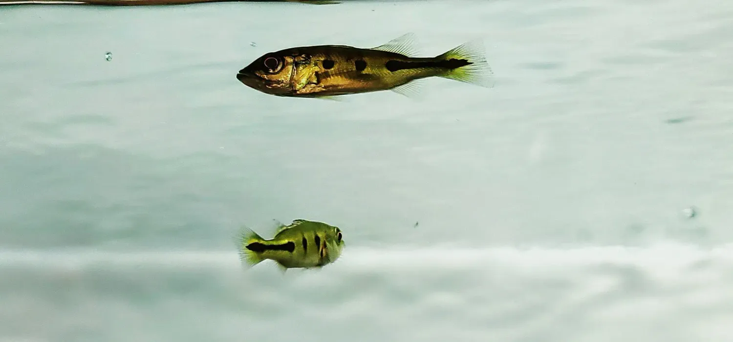 Orinoco Peacock Bass - (Cichla orinocensis)