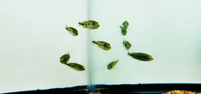 Orinoco Peacock Bass - (Cichla orinocensis)