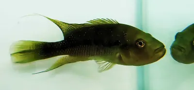 Istlanus Cichlid - (Amphilophus Istlanus)