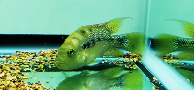 Istlanus Cichlid - (Amphilophus Istlanus)