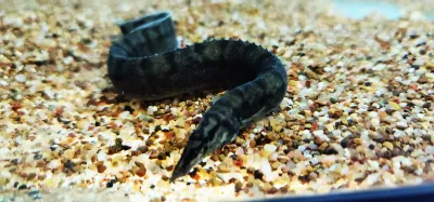 Tanganyikan Spiny Eel - (Mastacembelus ellipsifer)