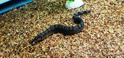 Tanganyikan Spiny Eel - (Mastacembelus ellipsifer)