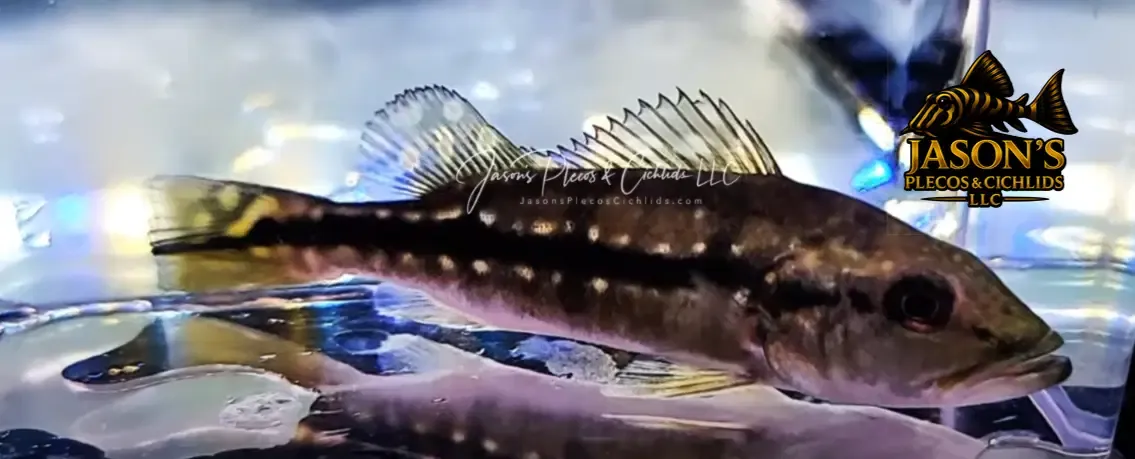 Fogo Peacock Bass - (Cichla Marinae)