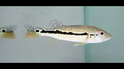 Fogo Peacock Bass - (Cichla Marinae)