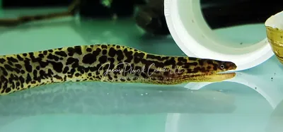 Tiger Moray Eel - (Gymnothorax polyuranodon)