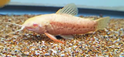 Albino Spotted Hoplo - (Megalechis thoracata)