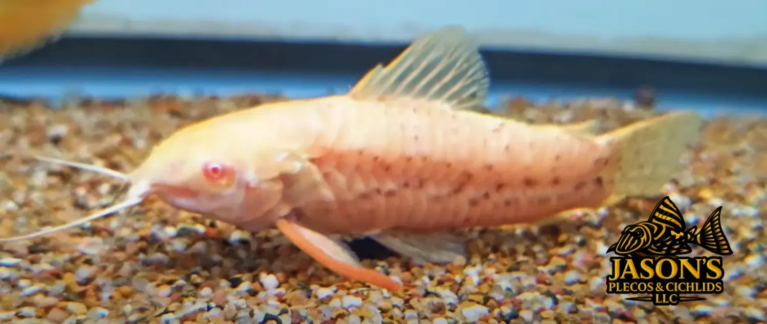 Albino Spotted Hoplo - (Megalechis thoracata)