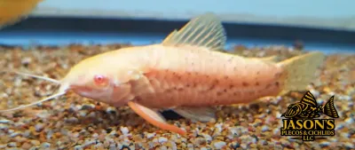 Albino Spotted Hoplo - (Megalechis thoracata)