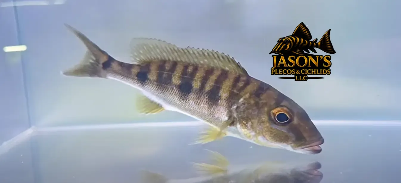 Emperor Cichlid - (Boulengerochromis microlepis)
