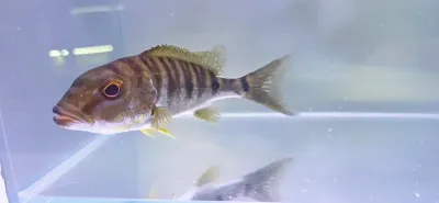 Emperor Cichlid - (Boulengerochromis microlepis)