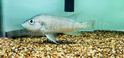 Greenwoodochromis christyi Greenwoodochromis christyi