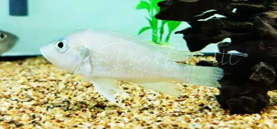 Greenwoodochromis christyi