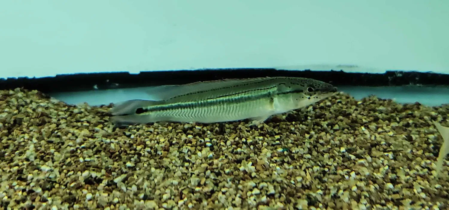 Striped Pike Cichlid/Tapajos Strigata Pike Cichlid - (Crenicichla strigata)