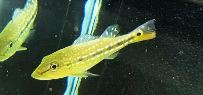 Vazzoleri Peacock Bass - (Cichla vazzoleri)