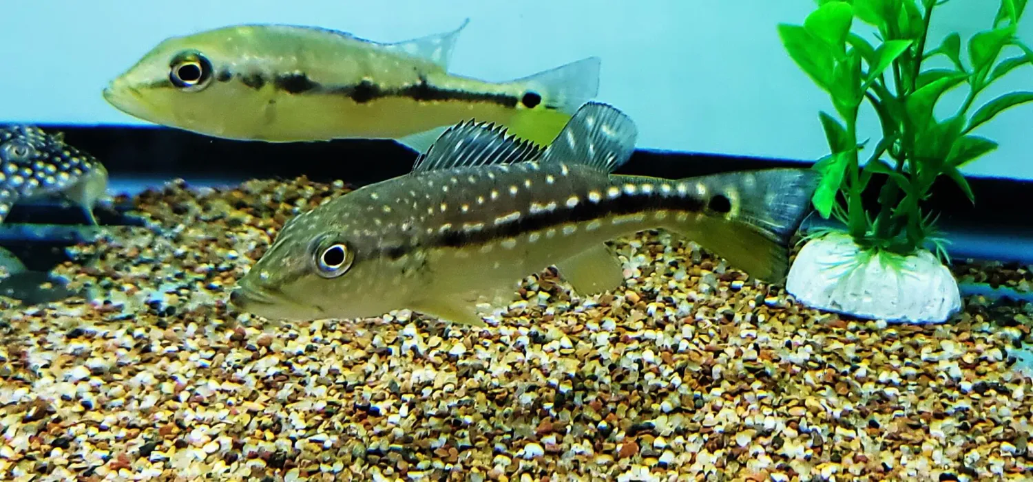 Vazzoleri Peacock Bass - (Cichla vazzoleri)