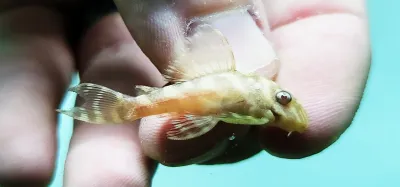 L333 Albino King Tiger Pleco/Maze Zebra Pleco - (Hypancistrus Seideli)