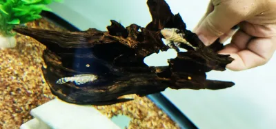 L333 Albino King Tiger Pleco/Maze Zebra Pleco - (Hypancistrus Seideli)