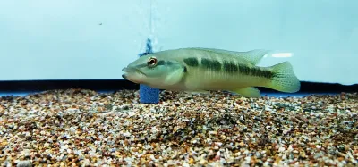 Minuano Pike Cichlid - (Crenicichla minuano)