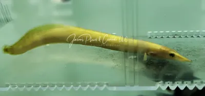 Golden Unicolor Eel - (Mastacembalus cf. unicolor ‘xanthic’) Golden Unicolor Eel - (Mastacembalus cf. unicolor ‘xanthic’)