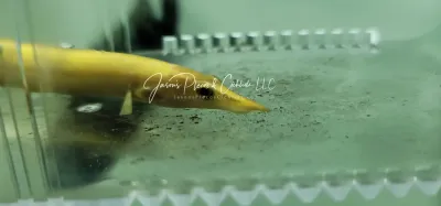 Golden Unicolor Eel - (Mastacembalus cf. unicolor ‘xanthic’)