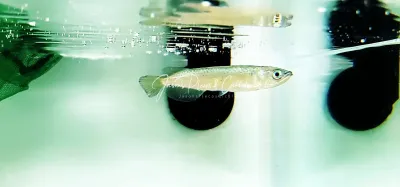 Leichardti Arowana/Leichardti Pearl Arowana/Spotted Australian Arowana - (Scleropages Leichardti)