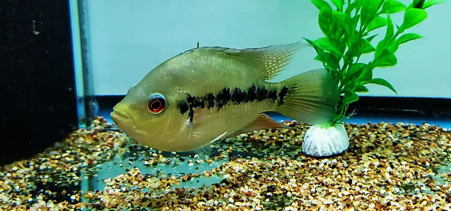 Lyonsi Cichlid - (Amphilophus Lyonsi)