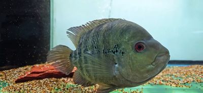 Lyonsi Cichlid - (Amphilophus Lyonsi)
